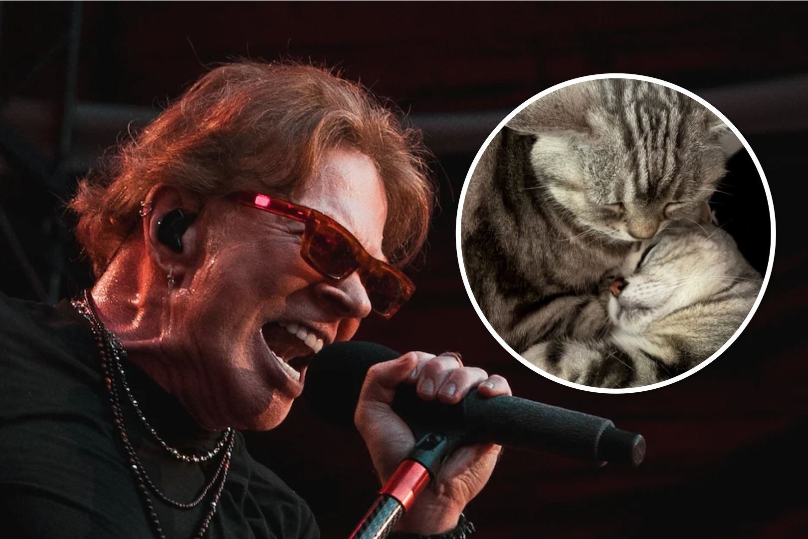 Featured image Axl Rose Mourns Cat Whiskey See Photos of His 3 Cats