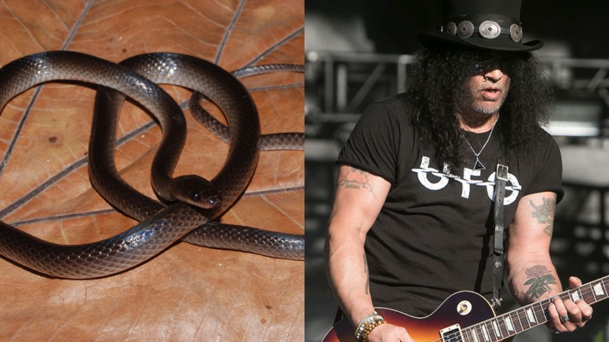 Featured image Meet the New Snake Species Named After Slash